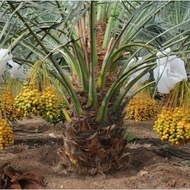 ANAK POKOK KURMA KL 1 BAKA SIAM