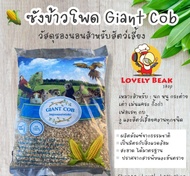 ซังข้าวโพด รองกรง Giant cob ขนาด 1 kg. วัสดุรองนอน รองรัง ปูพื้นกรงสำหรับสัตว์เลี้ยง นก หนู แฮมเตอร์ เม่นแคระ