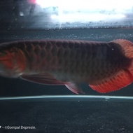 ikan arwana super red