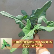 ฟิโลเดนดรอนไวโอลิน ฟิโลไวโอลิน Philodendron violin ต้นไวโอลิน Philoviiolin