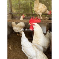 Beli 5 biji Free 1 biji Telur Berbenih white leghorn(sabah)