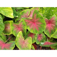 Sale Caladium Thai  1 bulb/pot
