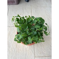 Lantana camara exotic plant