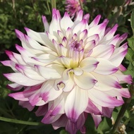 AUTHENTIC DAHLIA 1 BULB TIPSY DAHLIA