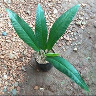[ READY ] tanaman hias philodendron lynette - philo linet ORI