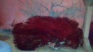 akar bahar merah(25)