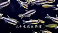 藍國王燈