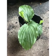Anak pokok halia/kunyit hitam