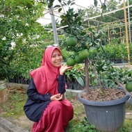 Bibit buah jeruk dekopon berbuah -jeruk dekopon bonsai berbuah-tanaman