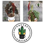 Tanaman Hias Begonia Polkadot &amp; Begonia Mocca / Tanaman Hidup Begonia 