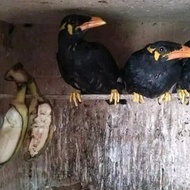 Burung Beo Medan Mh Pilihan #Gratisongkir