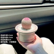 Red Sun Real Cactus Flowering Succulent Plant Office Desktop Easy-to-Care Green Plant Flower Pot AAF