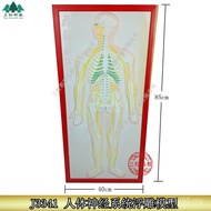 System Neural Relief Various Systems Human Anatomy Teaching Aids Relief Model Teaching Instrument Mo