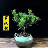 Arhat Pine Sapling Arhat Pine Sapling Pearl Potted Golden Diamond Tongue Rice Leaf June Cedar Bonsai