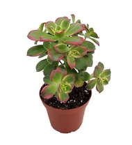 bunga hidup sekulen kiwi bonsai