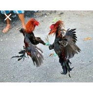 ♞gloves ng manok 4pcs pairs
