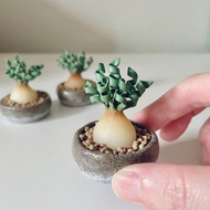 接單製作款 迷你彈簧草盆栽。迷你黏土塊根植物擺件