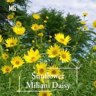 🌼Sunflower Seeds | Miliani Daisy | 10 Seeds | Mini Sunflower | Pot Friendly | Rare