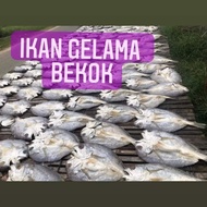 500G IKAN GELAMA BEKOK VACUUM PACK