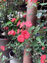 🔥HOT ITEM🔥 Keratan Pokok Mahkota Puteri Merah Tidak Berduri (Tidak Berakar )