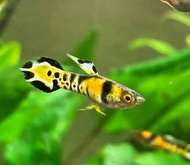 (Pair) Yellow Tiger Endlers  / Guppy / Peacock Fish