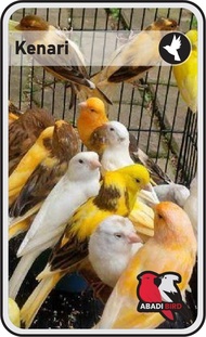 BURUNG KENARI AF PAUD BANDUNG