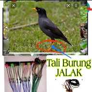 Tali Kaki Burung Jalak, Dekukur, Puter untuk pikat dan penjinakan