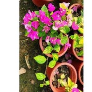 7吋大盆<花寶巾花精靈的擺裙>唯美仙系 九重葛三角梅 一盆一枝樹枝苗 含盆 藤系植栽盆栽花盆 好心情
