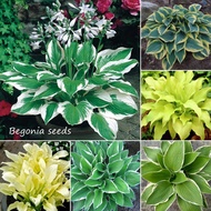 [Fast Grow] Singapore Ready Stock 50pcs Mixed Colors Begonia Seeds Hosta Plantaginea Seeds Rare Flower Seeds Real Live Plants Garden Bonsai Seed Gardening Decoration Flower Plant Caladium Bulbs Seeds for Planting Flowers