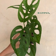 Monstera Acuminata "Janda Bolong" (Foto Asli)