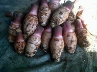 tales pontianak/tales kalimantan 500gr