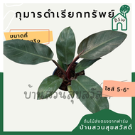 กุมารดำเรียกทรัพย์ Philodendron Black Cardinal กระถาง 6 นิ้ว