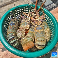 **ส่งฟรีจากไทย-ลด13%**กุ้งมังกร 7สี ไซส์จัมโบ้ ตัวละ 1-2.2กก. (สดเรียกแม่)