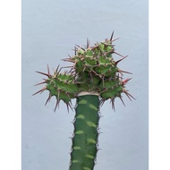 euphorbia mitriformis