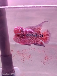 [1 Ekor] F3 Flower Horn 5 inch Color Random live fish aquarium