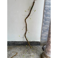 hoa giả trang trígiây leo cổ đẹp 1m50