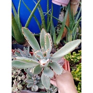 Kalanchoe tomentosa)