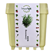 台灣 iPlant 積木農場盆栽  迷迭香