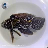 Ikan Hias Laut | Cupang Laut | Calloplesiops altivelis