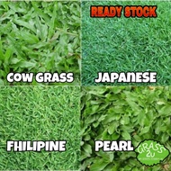 Pembekal Rumput Hidup / Carpet Grass / Rumput Japanese / Cow Grass / Filipina Grass / Rumput Mutiara / Rumput Karpet