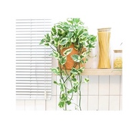 Pothos Njoy N-joy N’joy variegated Aereum Glacier Batik Epipremnum 白金葛 Money Feng Shui Live Real Pla