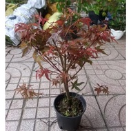 Feng Shui red maple tree