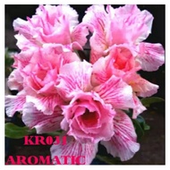 Ornamental plant frangipani adenium ebay us / Japanese frangipani plant seeds stacked