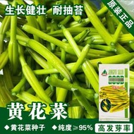 好姐姐丶黃花菜種子 種籽黃花菜籽金針菜種子 種籽蔬菜種子 種籽菜種菜籽種子 種籽公司fyc