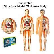 Human Body Model Interactive DIY Human Body Anatomy Model Human Skeleton Model with Removable Organs