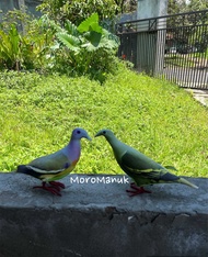 Sepasang Patung Jontrot Burung Punai Gading Betina & Punai Hijau Jantan