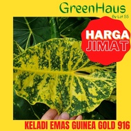 GreenHaus Alocasia New Guinea Gold 916 Real Plant Keladi Emas Yellow Gold Widow