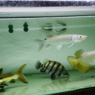 ikan hias silver datz | american datz silver | tigerfish datz jumbo