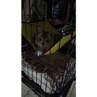 Large Cat swing and - Cat hammock - Kimo hammock - Cat swing and