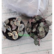 Paket String Of Heart Variegata Dan Hijau / Tanaman Hias Gantung